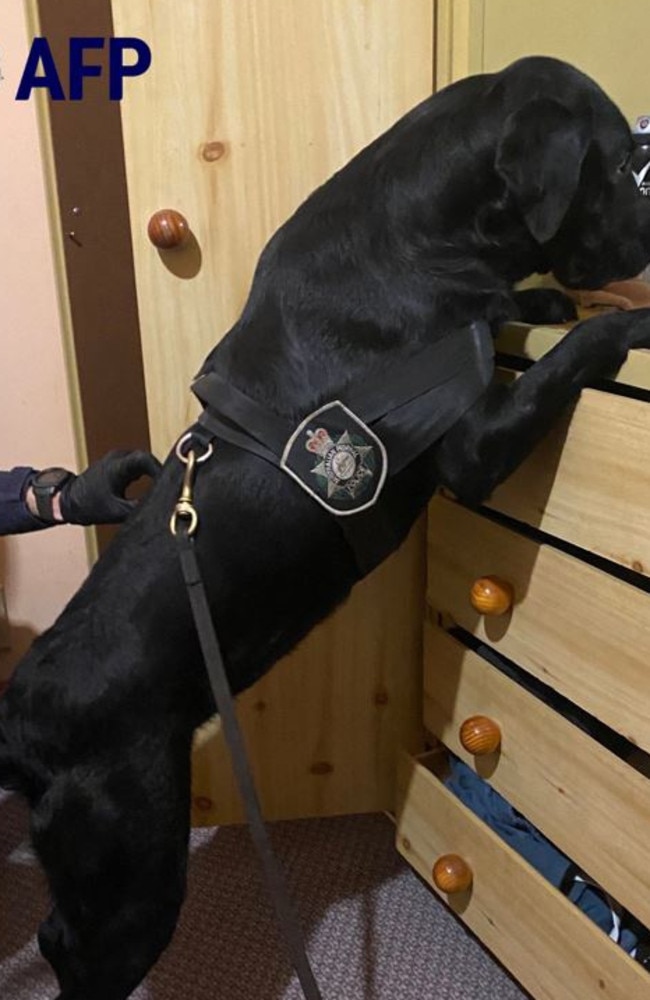 A police dog helps in the search at Kempsey.