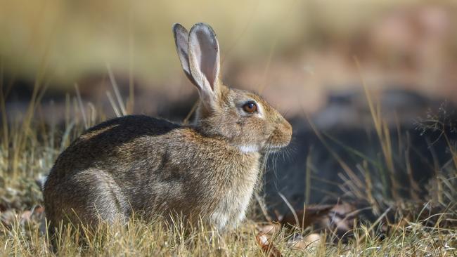 Stiven Dragarski said he had the knives to “assist with killing wild rabbits”.