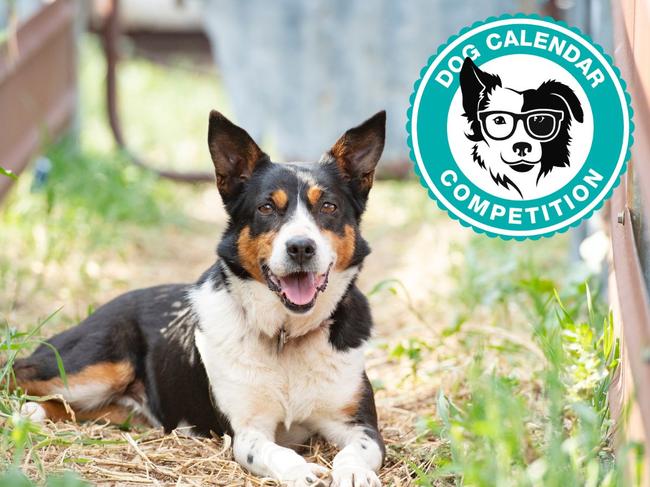 2024 Dog Calendar winner Kelpie-Border Collie Zoe.