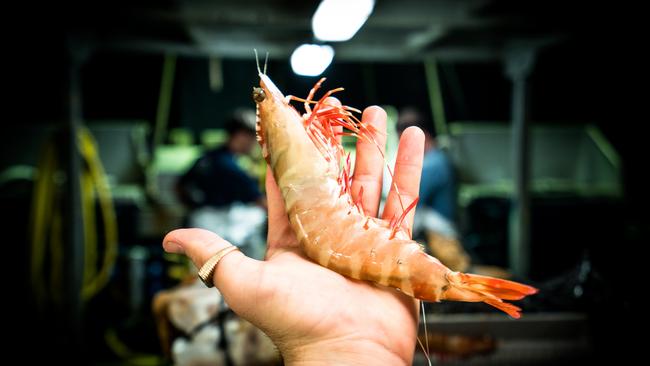 There are about 70 species of prawns found in Australia.