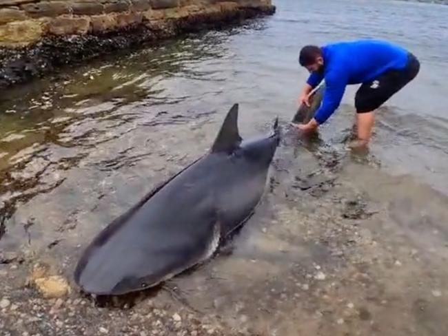 Screen grabs from a Tik Tok video of a large bull shark caught in Sydney Harbour. @hassanalameri32