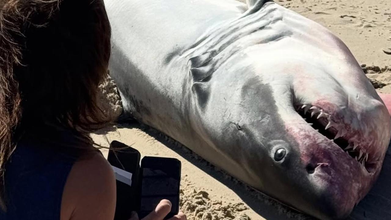 Shock as great white shark washes up on metro beach
