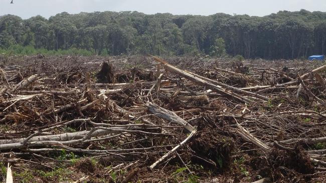 Land clearing of rainforest in Indonesia in 2022, prior to planting out with acacia for pulp wood production. Source: Eyes on the Forest.