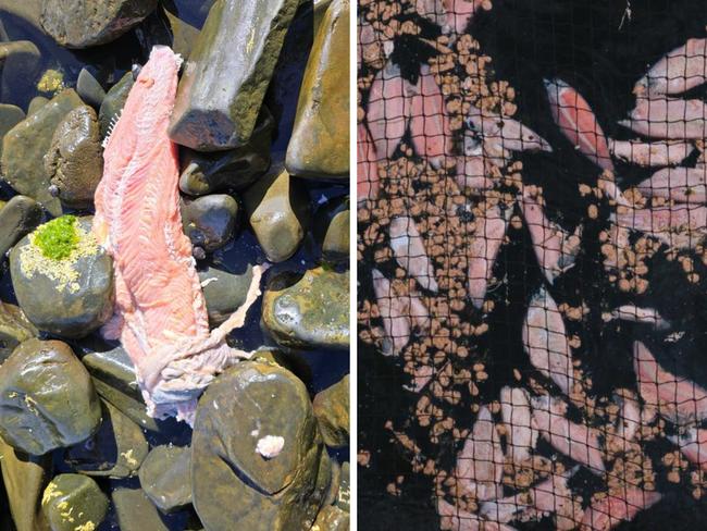 Disturbing photos have shown rotting salmon flesh and dead fish littering the sand of Tasmania’s pristine beaches in what environmental advocates have deemed a 'horror show'. Picture: Bob Brown Foundation