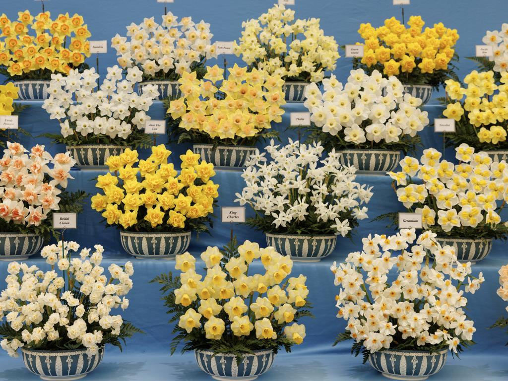 Daffodils including the “King Charles are seen in an exhibit at the RHS Chelsea Flower Show, billed as the most sustainable in its long history. Picture: Dan Kitwood/Getty Images