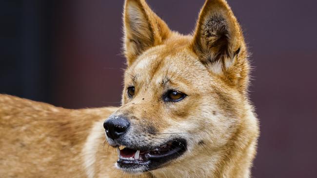 The dingo that attacked the toddler will be destroyed if it’s found. Picture: Jenny Evans/Getty Images