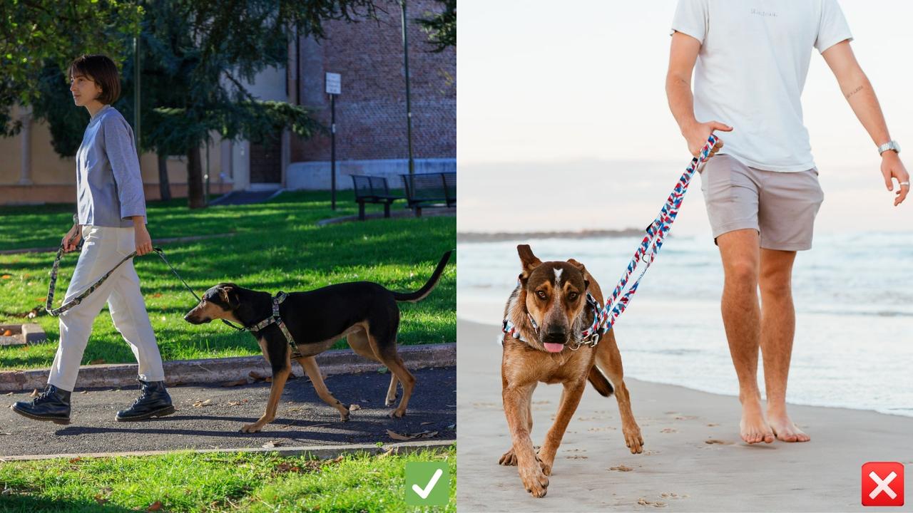 Dog walking tips Injuries sustained in Australia while dog walking