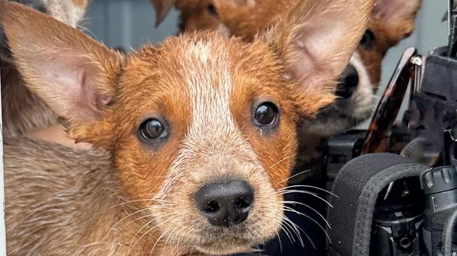 Police are seeking information from the public after seven red heeler puppies were dumped at Port Adelaide on Easter Saturday. Picture: SA Police