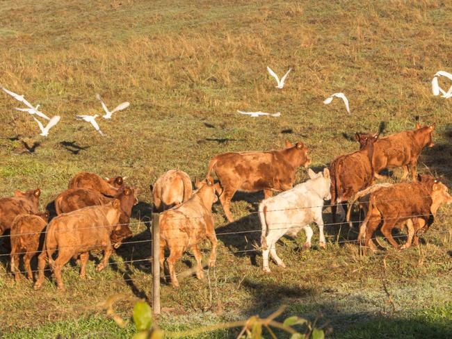 Thanks heaps for today's "Reader photo of the day" here's another candidate. Taking flight Name - Matthew Painter Where - Yandina Bli Bli RoadWhen -  8/07/2017 7:28 AMPhone - 0408836051I saw this herd of cows snoozing by the road and every cow had a bird snuggled up on top it. I came back and closed the car door too loudly and the birds were startled and they all just took off with the cows running after them. Regards Matt