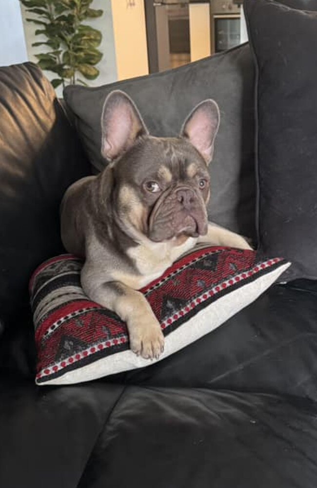 Archer: Paula Edwards' 2 year old French Bulldog
