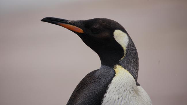 The king penguin waddles on to the beach at the Coorong. Picture Abel Zevenboom