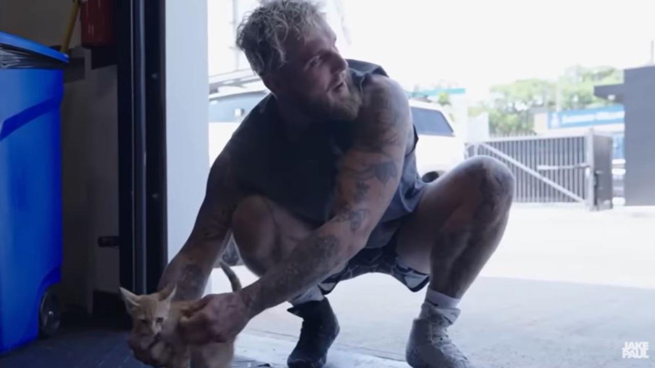 This stray kitten took to Jake Paul and was taken into his family. Picture: YouTube.