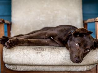 Leeroy Todd from The Dawn (QLD) Sleepy Eyes “I love this image, and it really jumped out at me. The photographer has captured a very rare image – a kelpie at rest! They are normally so intense and always looking for a job. This really is a moment where you can see he’s on his favourite piece of furniture in the entire house. There’s a real softness coming through. The colour composition along with its restful personality is the calm before the storm.” Picture: 2015 Canon Light Awards