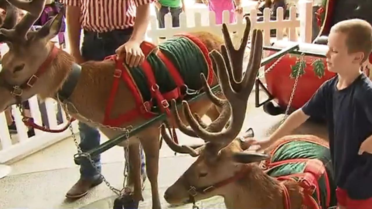 The sick children were excited to meet Santa’s reindeer. Picture: 7 News