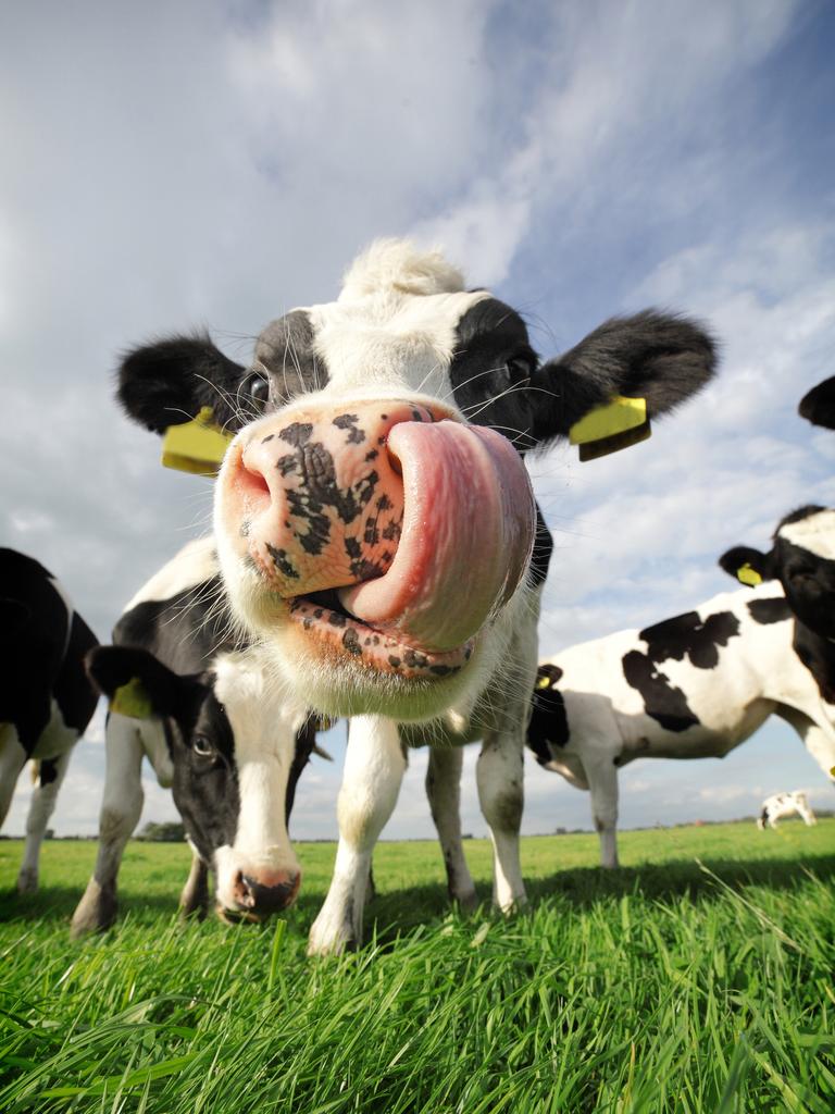 Holstein cows are Harold’s favourite – even though they can’t make chocolate milk. Picture: iStock