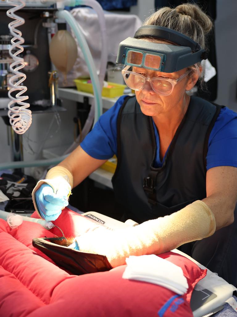 Associate veterinarian Dr Chantal Whitten operates on the same flying fox. Picture: Rohan Kelly