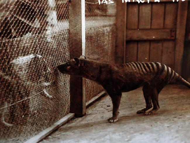 A Tasmanian tiger pictured at the Hobart Zoo, date unknown. Picture: Kim Eiszele