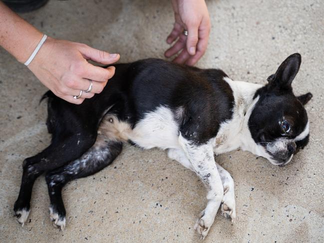 Gracie the Boston terrier was seized by RSPCA Inspectors and given an emergency blood transfusion. Picture: RSPCA Queensland