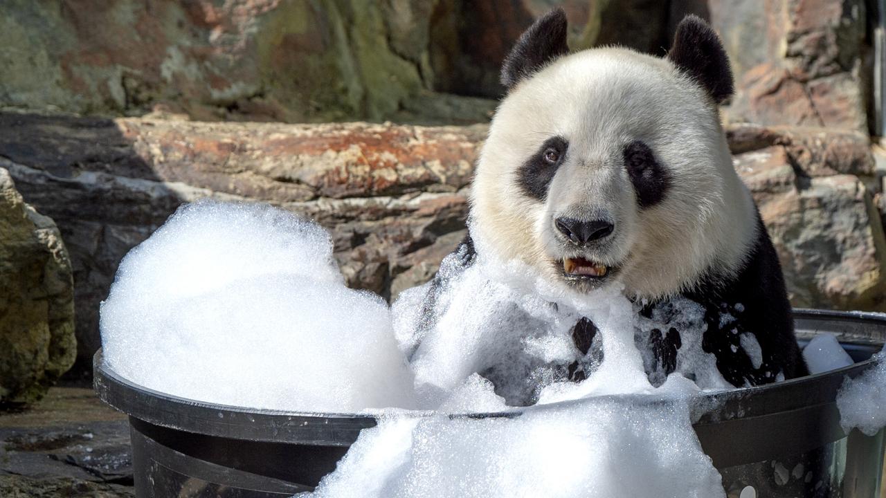 Ever seen a panda in a bubble bath? | Daily Telegraph