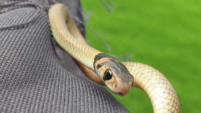 This juvenile was a nightmare to relocate. Spotted slithering under a dishwasher, it took a long time to dismantle the dishwasher and get it out. The grey material is a snake bag, essential for small eastern browns, which can easily whip around and bite.