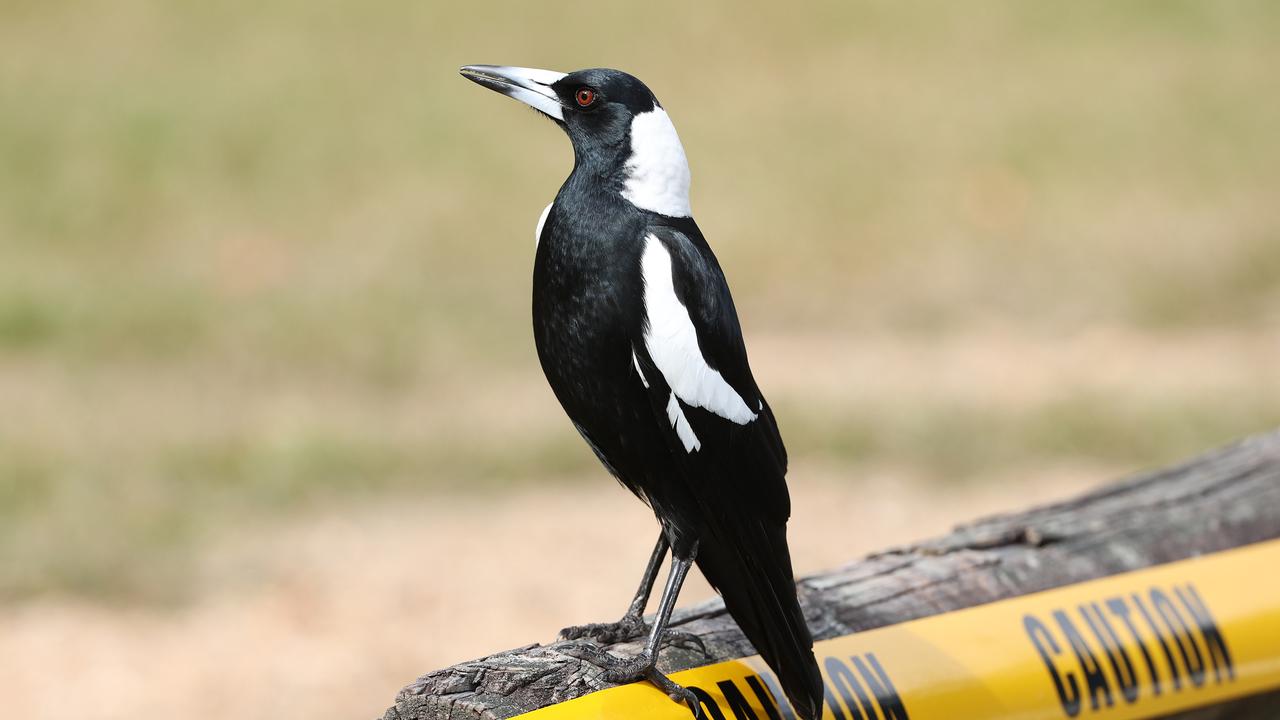 The magpie involved in the tragedy. Picture: Liam Kidston