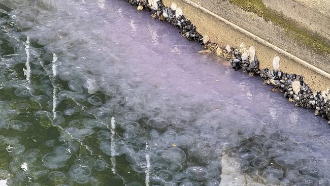 Moon Jellyfish blooming at Hobart's waterfront on January 23, 2025. Picture: Lisa Gershwin