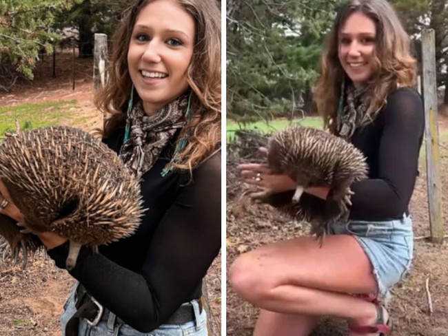 Sam Jones appears to be handling an echidna in a second social media video