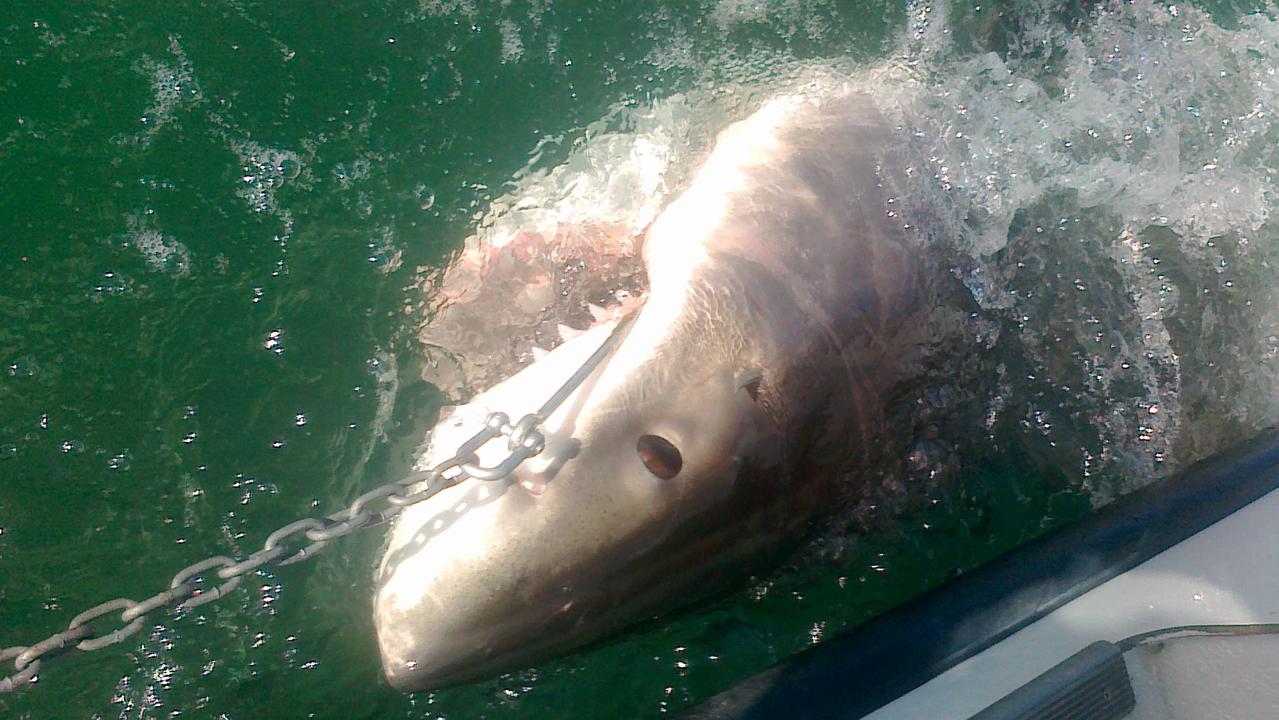 Qld Govt to trial hi-tech ‘catch alert’ drumlines on Great Barrier Reef ...