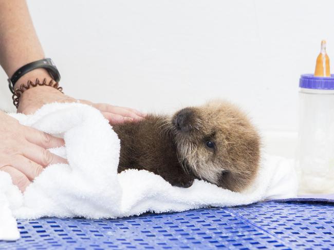 Sea otters have a double layer of fur in place of blubber. Picture: Brenna Hernandez/Shedd Aquarium