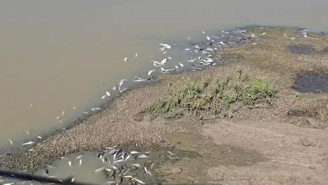 The Dawson River Pond, part of the Dawson River and located between the Neville Hewitt Weir and the Baralaba Woorabinda Rd was filled with the carcasses of what was estimated to be 300-400 dead fish in March 2025.