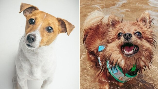 Voting is still open for the Queensland's cutest dog competition. Pictures: supplied