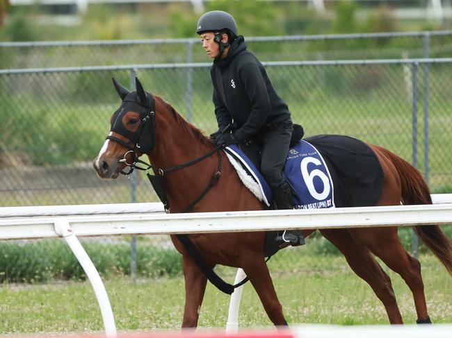 Corazon Beat at trackwork. Picture: Rohan Kelly.