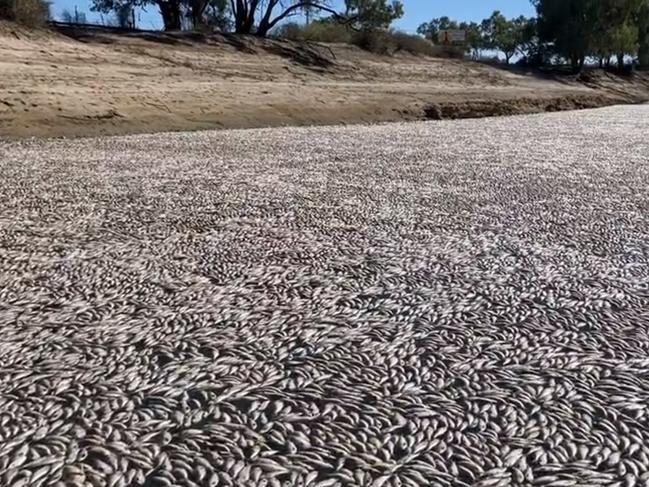 NSW Greens MP Cate Faehrmmann is currently the only government MP to show up to the unfolding crisis in Menindee