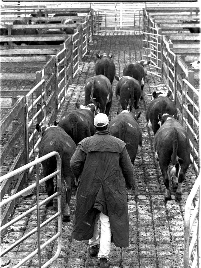 The first livestock sale days in Camden took place in 1883.