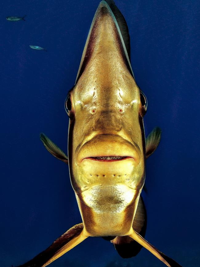 Winner Category 5... Portrait. Face to Face. We were photographing a big school of bat fish in front of the fully blue background in Shark Rafeen, Rash Mohamed National Park in Egypt, but it is extremely hard to capture a school of fish in a nice position, especially with divers swimming by all the time, so I gave up trying. Not so far from the others I noticed a crevice in a rock, which fish used as a cleaning station, and slowly, very slowly, I swam into the gap, switching places with the cleaning fish. This made it possible to photograph this bat fish front on. Picture: Lorincz Ferenc/Hungary/UPY 2017