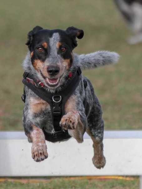 Darcy the cattle dog cross playing Flyball in Brisbane. Picture: Flyball Fanatics/Facebook