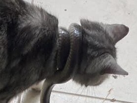 Snake chokes cat in ’terrifying’ sight