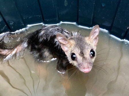 Anindilyakwa Land and Sea Rangers rescued a Northern quoll from a flooded bin at Alyangula. Picture: Anindilyakwa Land and Sea Rangers