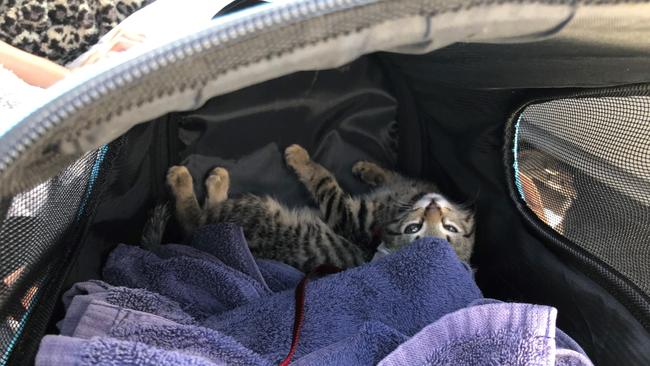 This cat earned its owner a fine after it was recently spotted on Fraser Island (K’gari). Photo: Contributed.