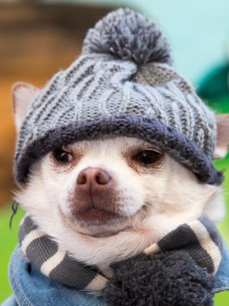 Cute dogs in hats best sale