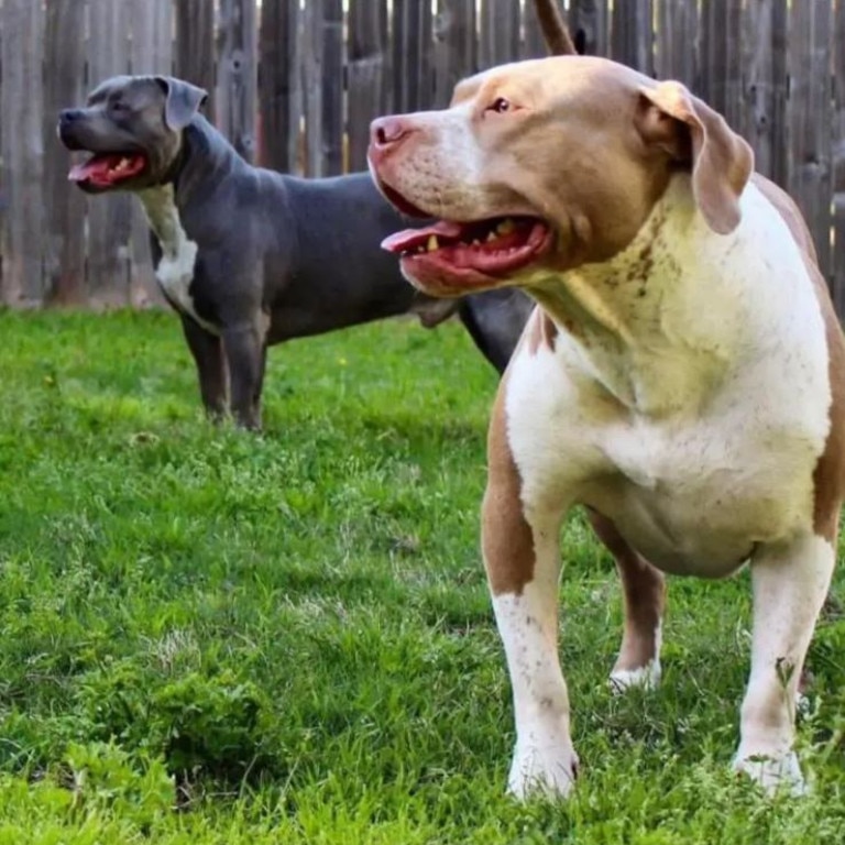 The two family pit bulls unexpectedly attack the mum and her two kids (it's not known if the dogs pictured above are the same ones involved). Picture: Facebook/Kirstie Jane Bennard