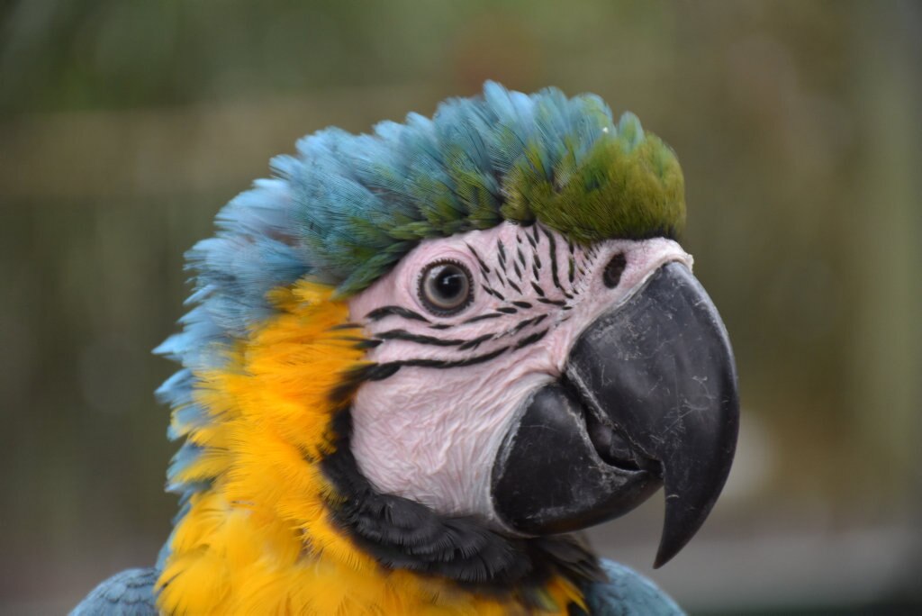 Getting up close with the birds at Maleny Botanic Gardens and Bird World. Picture: Mark Furler