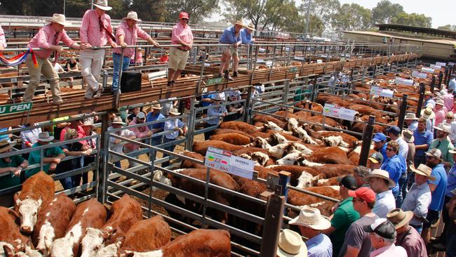 As prices for light and young steers and heifers creep higher and higher, the attraction of growing out stock to higher slaughter weights is losing appeal.
