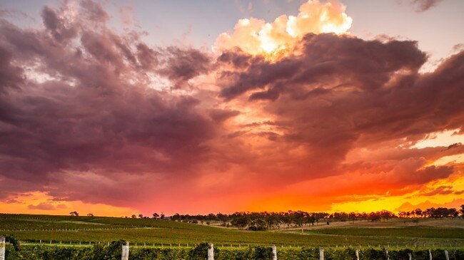 Clovely Estate Vineyard