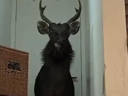 A family in Melbourne were left trapped for two hours as a deer wreaked havoc in their living room downstairs.