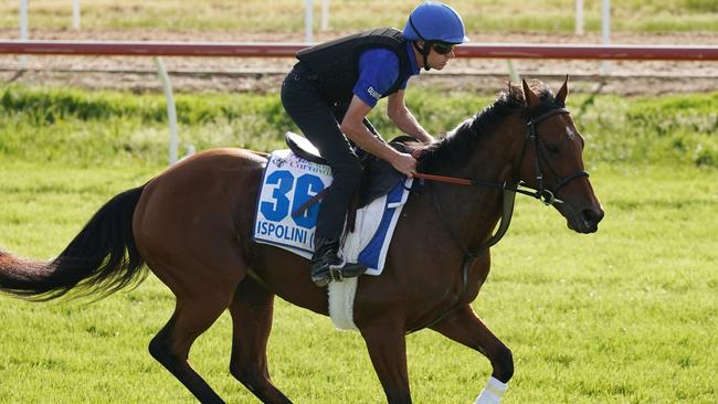 Ispolini gallops during a trackwork session at Werribee last Wednesday.