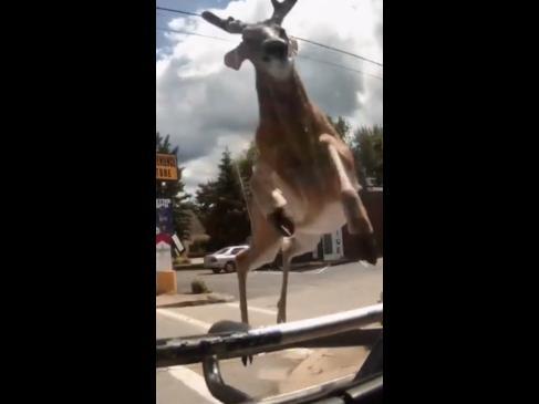 Shocking moment deer smashes through bus windshield