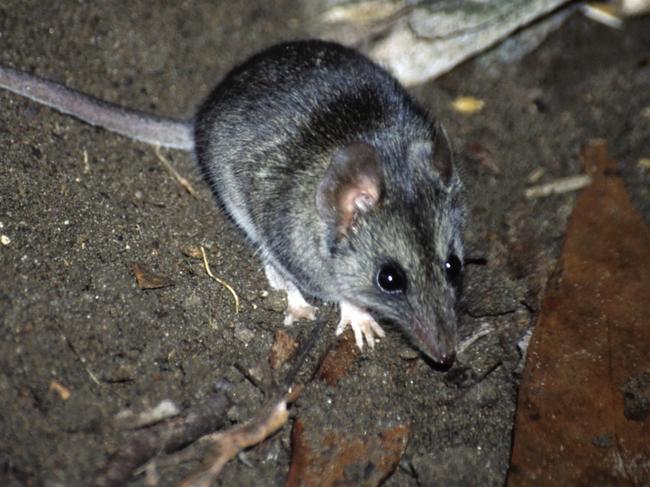 Kangaroo Island dunnart. Picture: Jody Gates