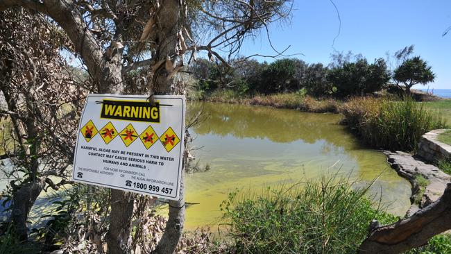 Angourie blue pools algae warning.