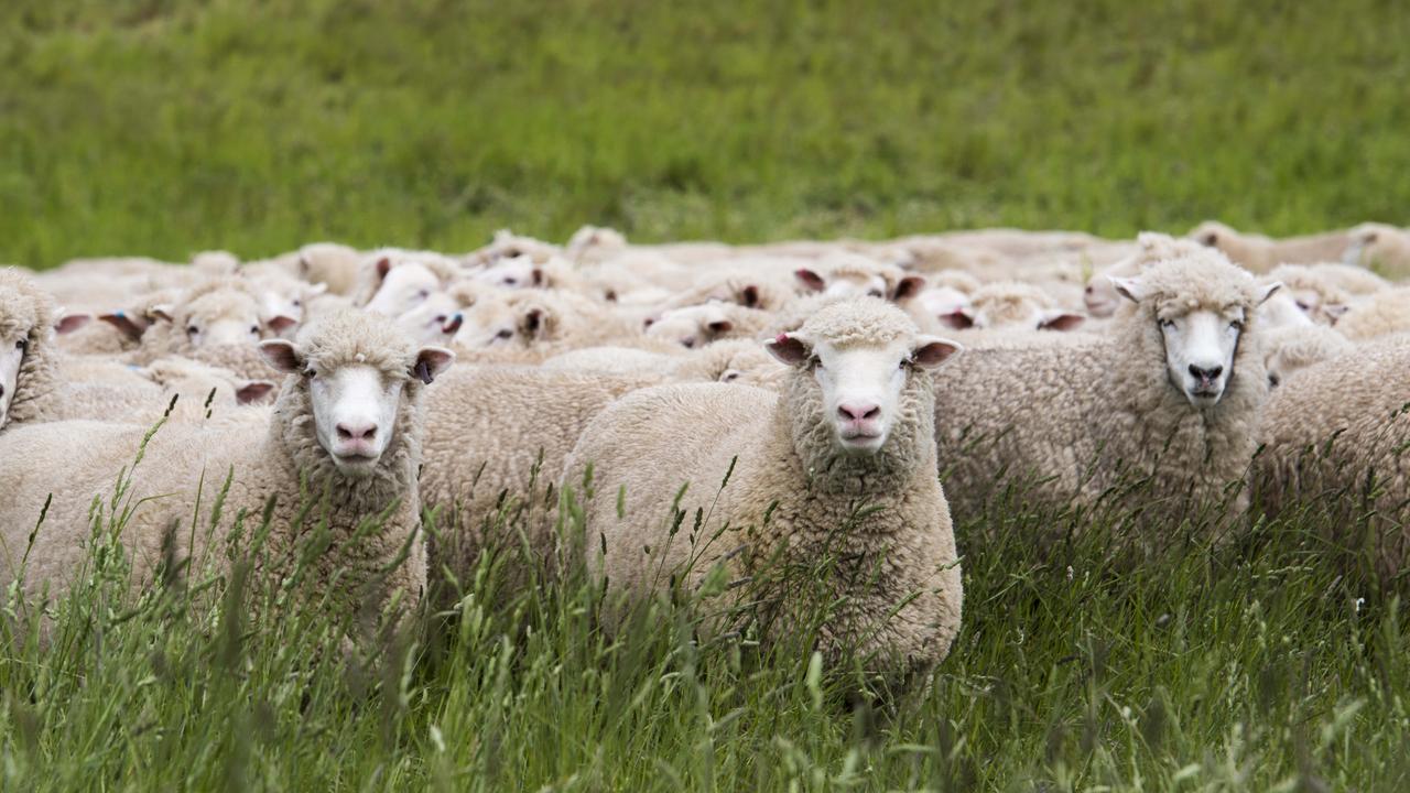 Western Victorian sheep farmer Ian White guilty of animal cruelty | The ...